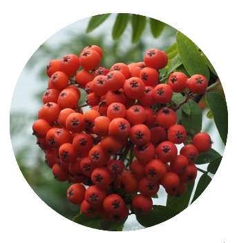 Beeren